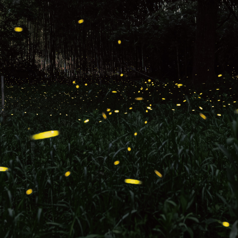 ブリーズライトホタル（1PIN）